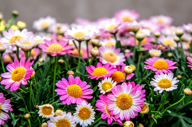 blomster